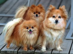 Вероника Эчегидің эротикалық фотосуреттері