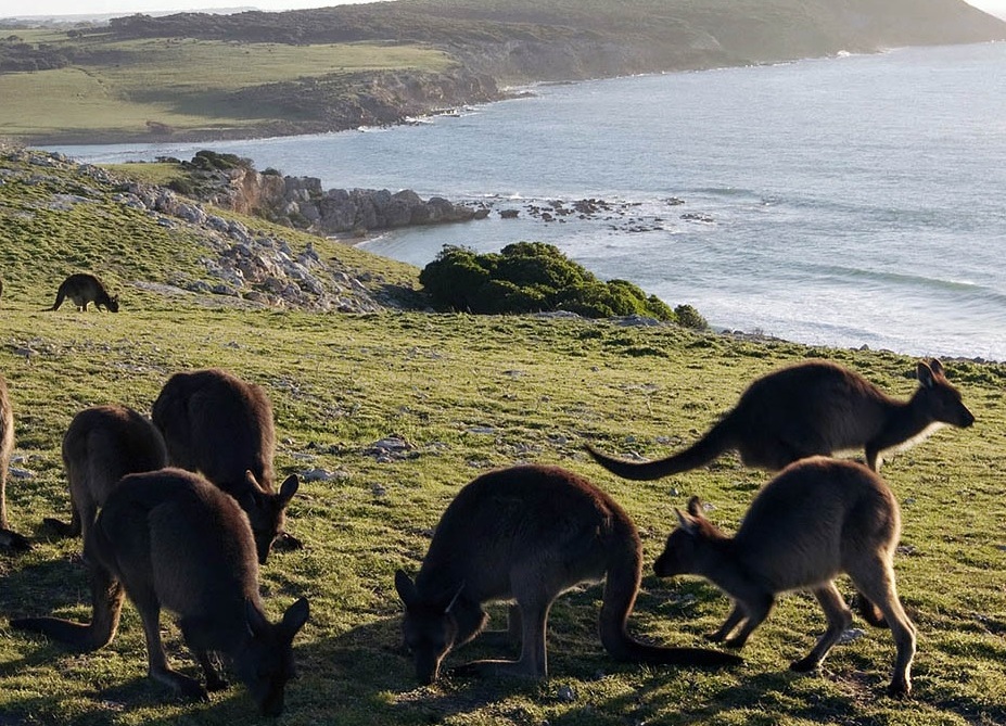 Австралия объекты живой. Остров кенгуру (Kangaroo Island). Остров кенгуру (залив сент-Винсент). Долина кенгуру Австралия.
