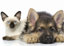 Anjing Makan Kotoran Kucing