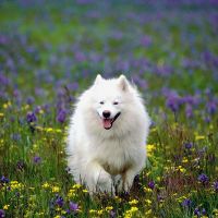 Baka Anjing Samoyed