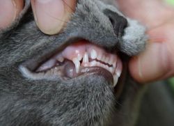 كم عدد اسنان القط
