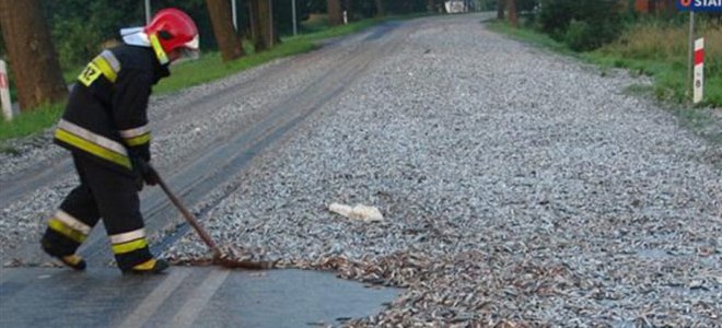 Raining rain, Lluvia de peces de Yoro, aguacero de pescado - Yoro