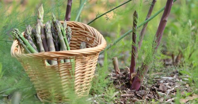 Asparagus Tumbuh Dan Dandanan Penanaman Luar
