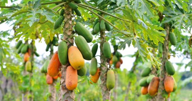 فاكهة البابايا تنمو في المنزل من البذور