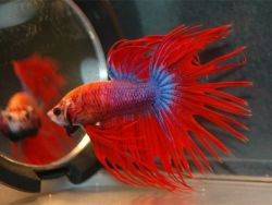 Ikan Akuarium Penari Ikan