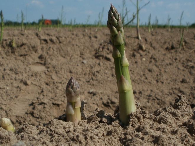 Asparagus Tumbuh Dan Dandanan Penanaman Luar